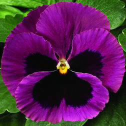 Виола крупноцветковая Дельта Роуз виз Блотч (1уп-100шт) профессиональные семена