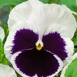 Виола крупноцветковая Экстрада Вайт виз Блотч (1уп-1000шт) профессиональные семена