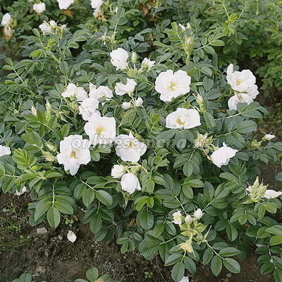 Саженцы розы Альба (морщинистая)