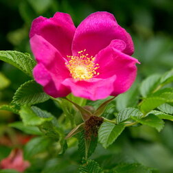 Саженцы розы Рубра (морщинистая)