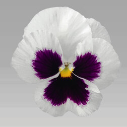 Виола крупноцветковая Инспайер Делюкс Вайт Блотч (1уп-1000шт) профессиональные семена