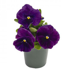 Виола крупноцветковая Инспайер Плюс Виолет (1 уп-1000шт) профессиональные семена