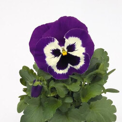 Виола крупноцветковая Инспайер Плюс Виолет Фэйс (1 уп-1000шт) профессиональные семена семена ов виола соблазн влюбленный эльф f1 10 шт