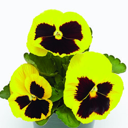 Виола крупноцветковая Инспайер Плюс Еллоу Блотч (1 уп-1000шт) профессиональные семена
