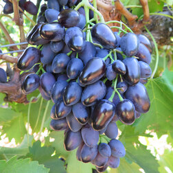 Виноград плодовый Надежда АЗОС виноград плодовый кишмиш 342 бессемянный