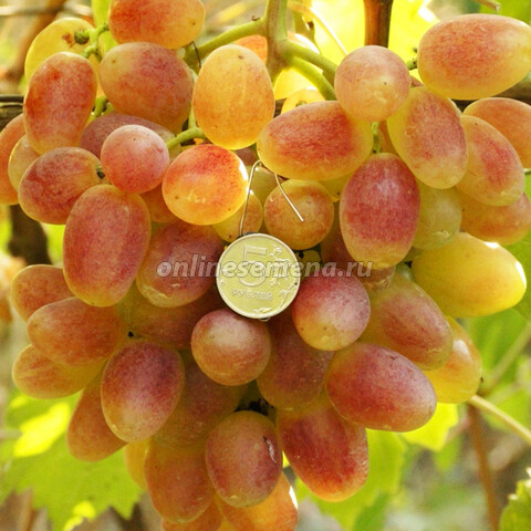 Виноград плодовый Преображение