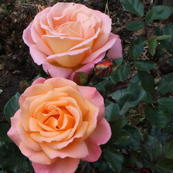 Роза чайно-гибридная Дорис Тистерман роза чайно гибридная мондиале