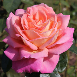 Роза чайно-гибридная Чикаго Пис роза чайно гибридная паскаль