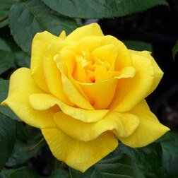 Роза флорибунда Голден Веддинг (С3,5л) (золотисто-желтый)
