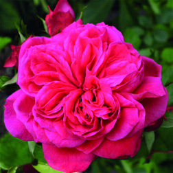 Саженцы розы Сангрия (флорибунда) саженцы розы клайминг крайслер империал плетистая