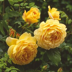 Роза парковая английская Голден Селебрейшен роза парковая английская принцесса анна