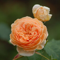 Роза парковая английская Краун Принцесс Маргарет роза парковая английская гертруда джекилл