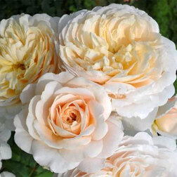 Роза парковая английская Крокус Роуз девять жизней роуз наполитано