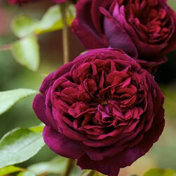 Роза парковая английская Принц роза английская парковая дарси бассел