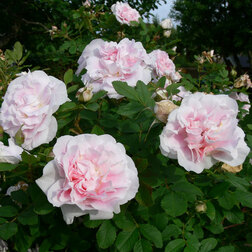 Роза канадская парковая Мартин Фробишер роза канадская парковая модэн руби
