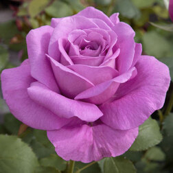 Роза Мейян чайно-гибридная Клод Брассер роза мейян чайно гибридная антон чехов лин рено