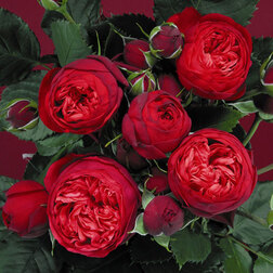 Роза Тантау чайно-гибридная Пиано роза чайно гибридная мондиале