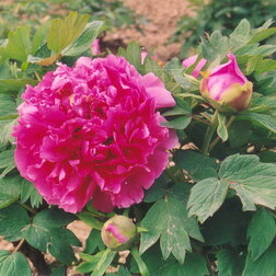 Пион древовидный Гигант из Хемозы пион древовидный сад в розовом сиянии