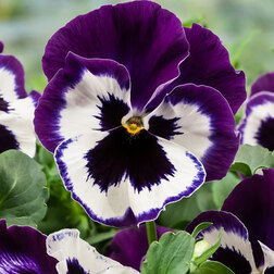 Виола крупноцветковая Экстрада Виолет Фэйс (1уп-100шт) профессиональные семена семена виола тайгер ай f1 5 шт