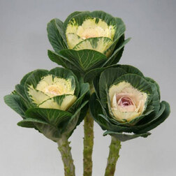 Капуста декоративная Крейн Вайт (1уп-250шт) профессиональные семена семена ов капуста декоративная гигантская роза смесь 0 05 г