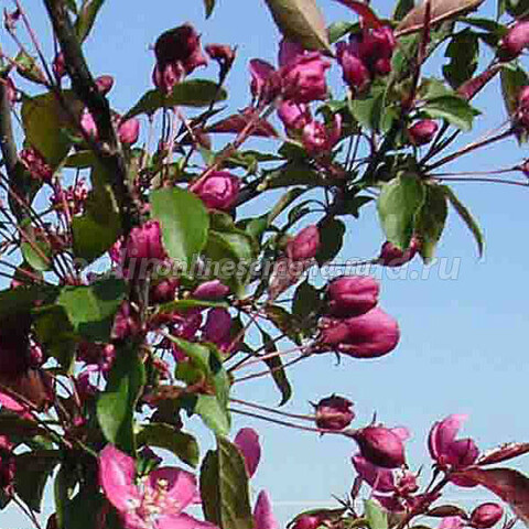 Яблоня декоративная Макамик
