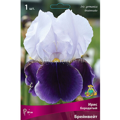 Ирис бородатый Брейнвейт (Iris germanica Brainwaite)