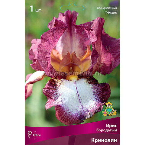 Ирис бородатый Кринолин (Iris germanica Crinoline)