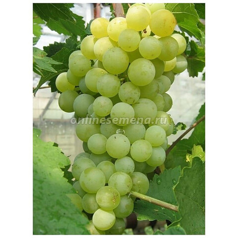 Виноград плодовый Алешенькин дар
