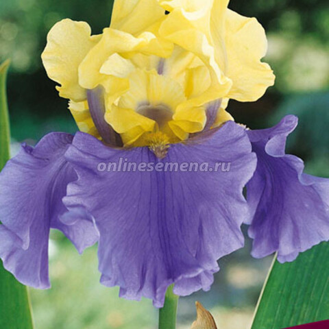 Ирис бородатый Эдит Уолфорд (Iris germanica Edith Wolford)