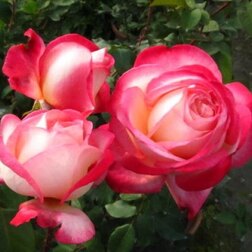 Роза чайно-гибридная Рина Херхолдт (С3,5л)