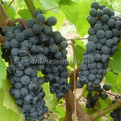 Саженцы плодового винограда Левокумский