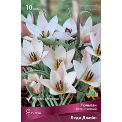 Тюльпан ботанический Леди Джейн (10 шт.) пигмалион пигмалион кандида смуглая леди сонетов