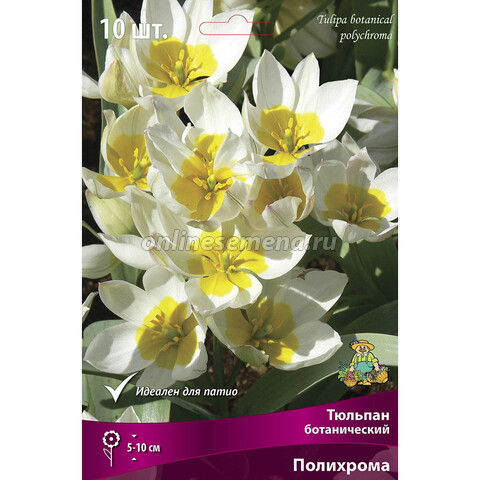 Тюльпан ботанический Полихрома (10 шт.)