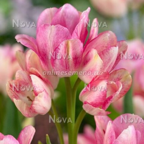 Тюльпан многоцветковый Дрим Клаб (10 шт.)