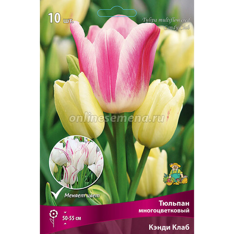 Тюльпан многоцветковый Кэнди Клаб (10 шт.)