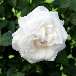 Саженцы розы Аннапурна (чайно-гибридная) саженцы розы клайминг крайслер империал плетистая