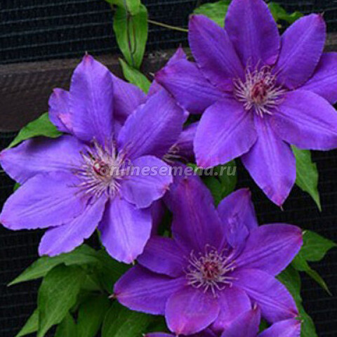 Клематис крупноцветковый Габриэль Нарутович (С2л.) (розово-фиолетовый)
