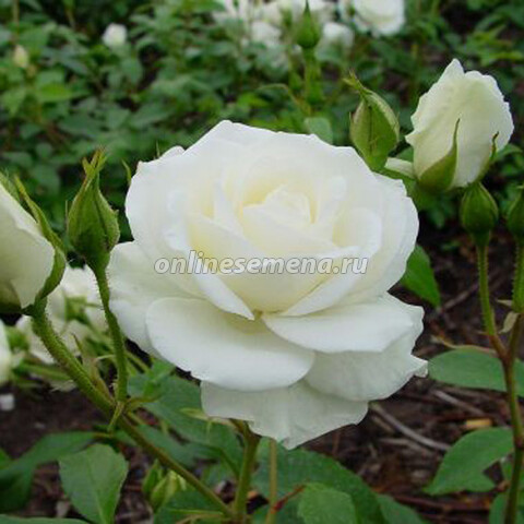 Роза флорибунда Вайт (С3,5л) (белый)