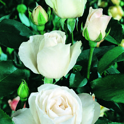 Роза чайно-гибридная Бианка (С3,5л)  (белый)