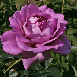 Роза чайно-гибридная Генри Идланд ужасный генри и фея