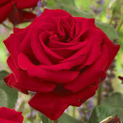 Роза чайно-гибридная Ингрид Бергман роза чайно гибридная мондиале
