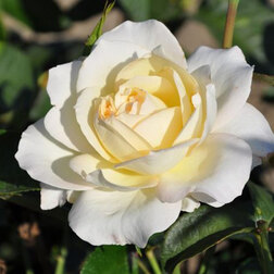 Роза чайно-гибридная Тру Лав роза чайно гибридная мондиале
