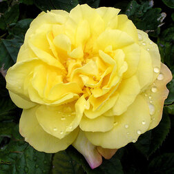 Роза парковая Рейн Лючия роза канадская парковая мартин фробишер