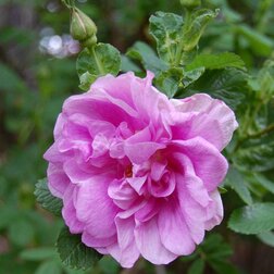 Роза канадская парковая Васагеминг роза канадская парковая мартин фробишер