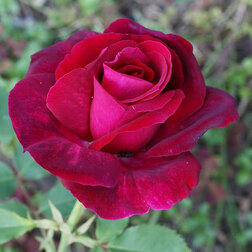 Роза канадская парковая Катберт Грант (С3,5л)(темно-красный, махровый, высота до 1.2м)