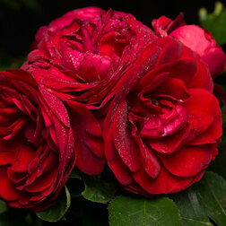 Роза Кордес флорибунда Роткепчен роза флорибунда reka тиса
