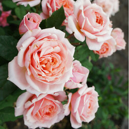 Роза парковая Поль Бокюз роза канадская парковая мартин фробишер
