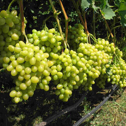 Виноград плодовый Аркадия виноград плодовый щелкунчик бессемянный
