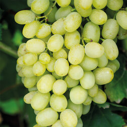 Виноград плодовый Долгожданный виноград плодовый кишмиш 342 бессемянный