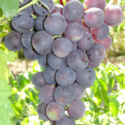 Виноград плодовый Рошфор виноград плодовый фуршетный